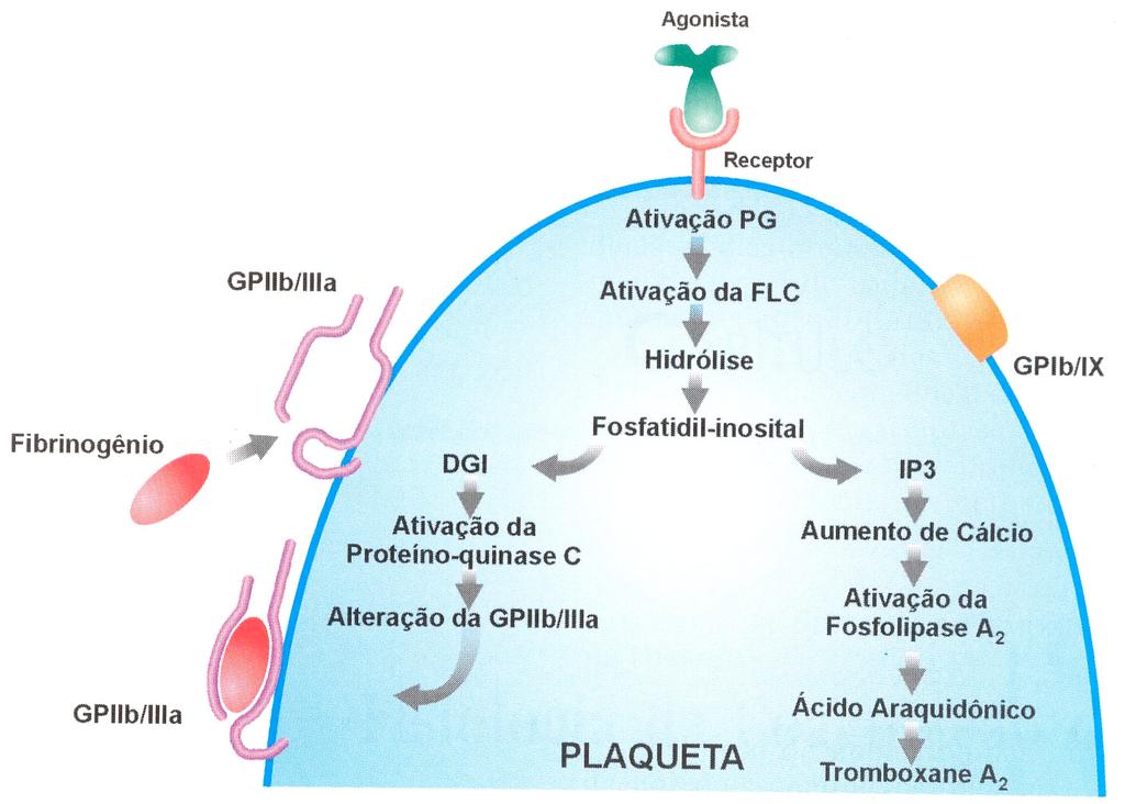 intracitoplasmático faz ligação com a calmodulina e promove a secreção de grânulos plaquetários, contendo ADP e serotonina, o que resulta na vinda de mais plaquetas circulantes para a região.