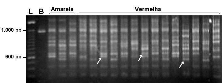 Prioli et al. 290. Os tamanhos dos fragmentos de DNA foram estimados por comparação com padrão Ladder 100pb (Invitrogen Life Technologies ).