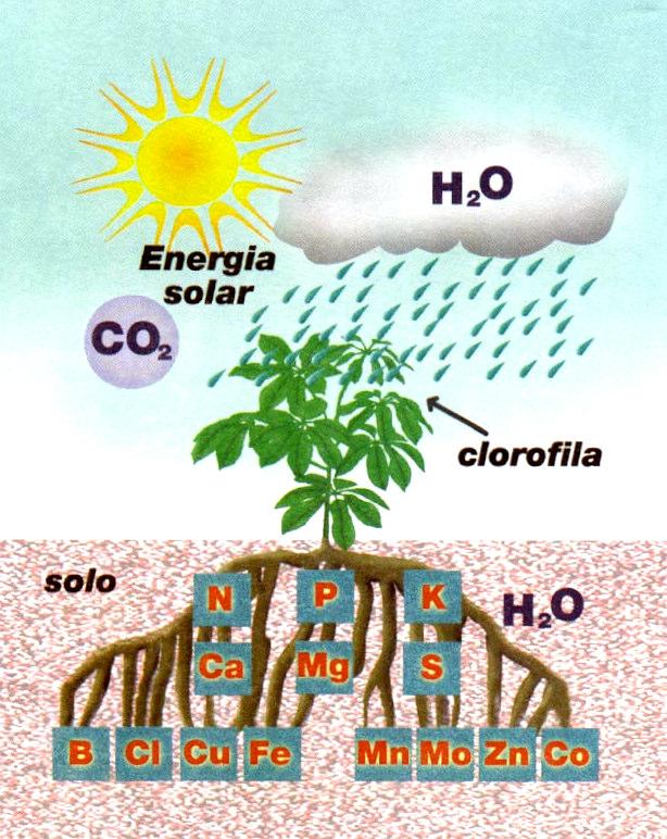 8 Figura 3.1 Processo de fotossíntese Manual de Integração da Empresa. 3.2 Funções dos Nutrientes Conforme MALAVOLTA (1981), as plantas utilizam os nutrientes primários em quantidades relativamente grandes, portanto esses geralmente se esgotam antes dos demais.