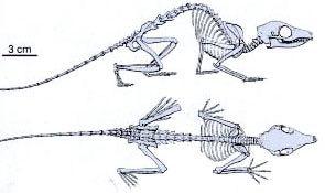 Diversidade do modo de locomoção Mammalia - postura ereta movimentação prolongada e sustentada membros