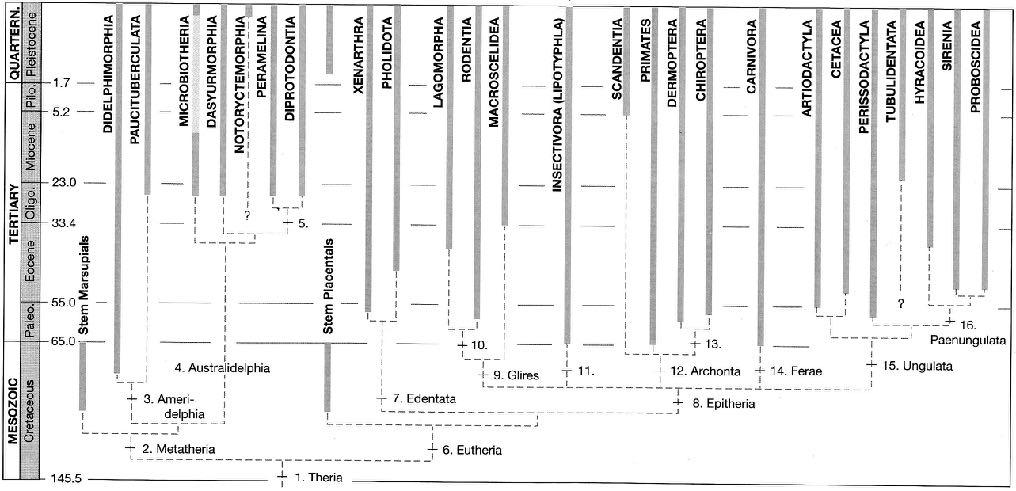 Diversidade dos mamíferos atuais Metatheria 7