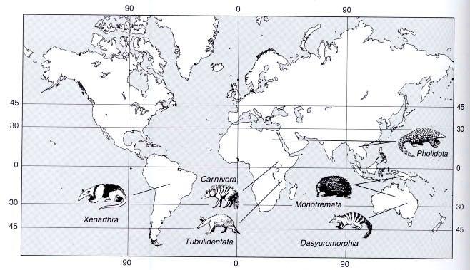Diversidade dos mamíferos: zoogeografia