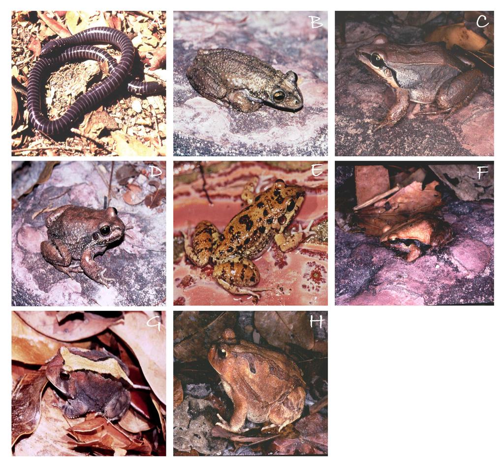 6 Dal Vechio, F. et al. Figure 3. Some of the amphibians sampled at PNSCoe. A - Siphonops paulensis; B - Corythomantis greeningi; C - Leptodactylus mystaceus; D - Leptodactylus aff.