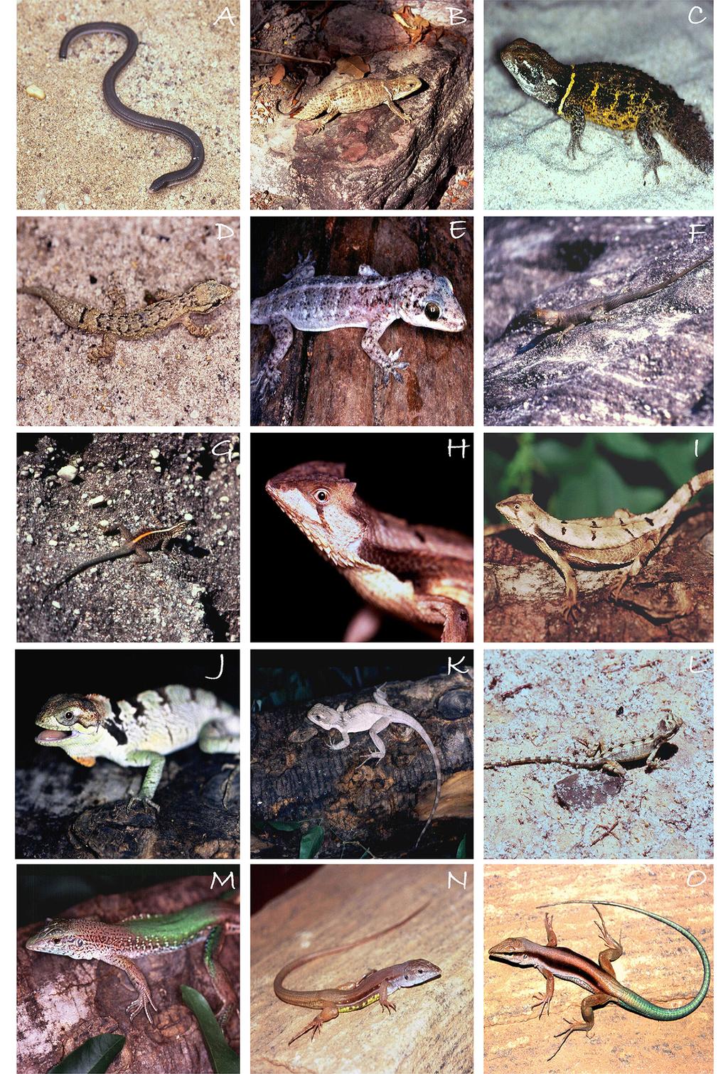 7 Herpetofauna of Parque Nacional da Serra das Confusões Figure 4. Some of the reptile sampled at PNSCo.