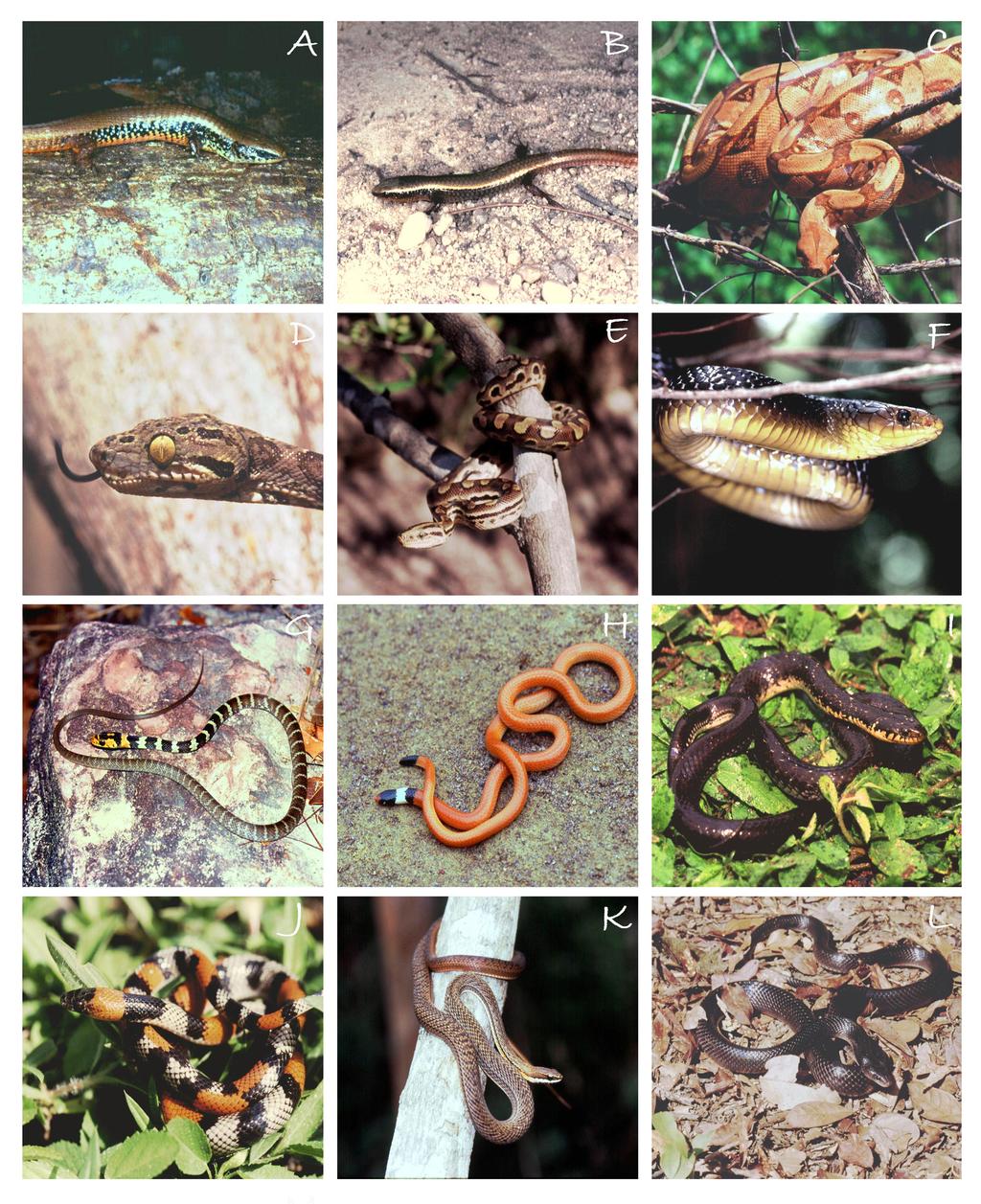 8 Dal Vechio, F. et al. Figure 5. Some of the reptile sampled at PNSCo.