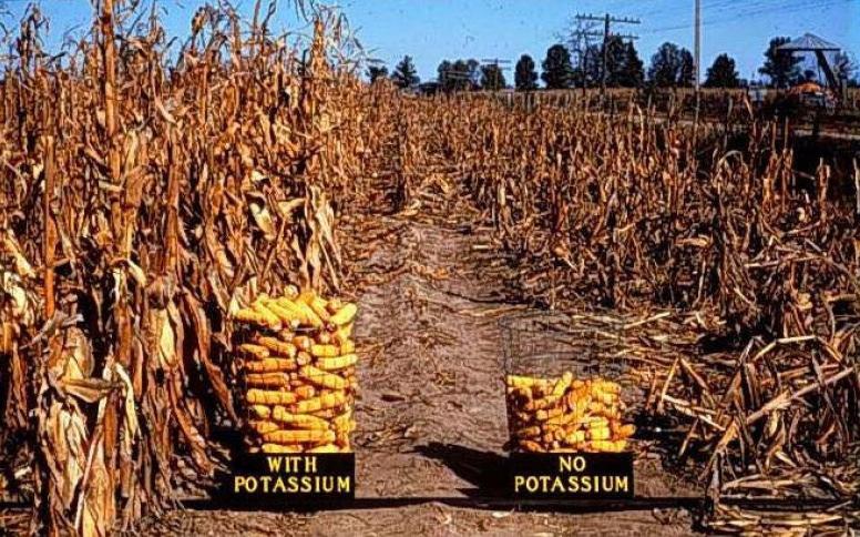 1. POTÁSSIO NO SOLO POTÁSSIO, CÁLCIO E MAGNÉSIO