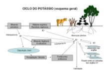 1.FORMAS E DINÂMICA DE POTÁSSIO NO SOLO - Apresenta dinâmica simples - Apresenta-se no solo como íon monovalente K trocável K não trocável K solução K lixiviado K mineral a) Potássio na solução -