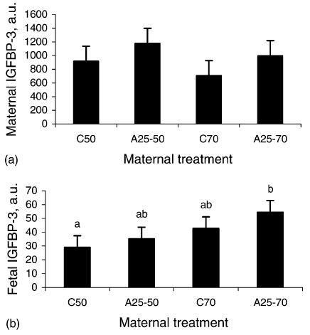 Abundância de IGFBP-3 maternal (a) e fetal (b) no soro 50 dias ou 70da