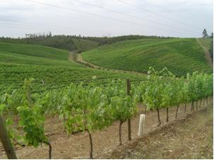 reestruturação e reconversão, satisfaçam as condições de produção de vinho com denominação de origem ou vinho com indicação geográfica; Aos direitos de replantação; Aos direitos de replantação