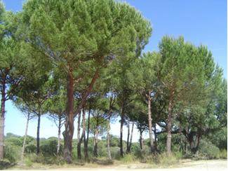 Sob Coberto de Castanheiros, Alfarrobeira ou Pinheiro Manso - Superfícies ocupadas com árvores florestais em que o castanheiro, a alfarrobeira ou o pinheiro manso é predominante, mais de 75% do