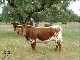 Figura 21 Bovinos ao ar livre, em pastoreio Fonte: http://mertolenga.no.sapo.pt O agricultor que possua bovinos machos na sua exploração pode beneficiar, a seu pedido, de um prémio especial.