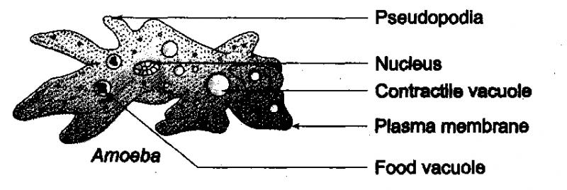 por pseudópodos. Nutrição por fagocitose. Digestão intracelular.