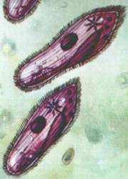 Locomoção por cílios. Ciliados Nutrição pelo sulco oral. Digestão intracelular. Macro e micronúcleo.