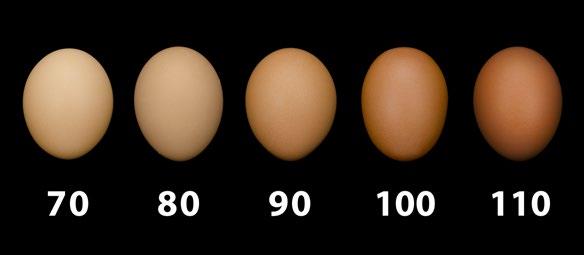 Tabela de Desempenho Idade em % Produção Ave-Dia % Mortalidade Ovos acumulados Ovos acumulados Peso Corporal Peso Médio do Ovo* Consumo de Ração Massa de Ovos Acumulados Ave-Alojada Semanas Acumulada