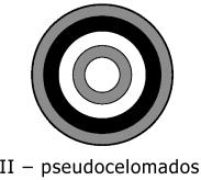 Questão 27) Dos animais abaixo, o oxigênio e o dióxido de carbono são transportados pelo sistema circulatório SOMENTE em: a) gafanhotos. b) borboletas. c) planárias. d) minhocas. e) besouros.