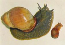 oblongus Müller, 1775 (Fig. 8) Fig. 7: Native tree snails Drymaeus papyraceus papyraceus (Mawe, 1823) of Santa Catarina State (Photos: Agudo-Padrón).