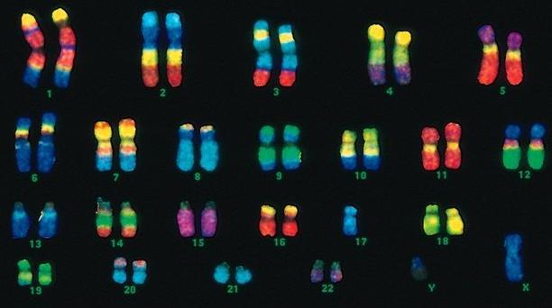 -genes/fragmentos de DNA como