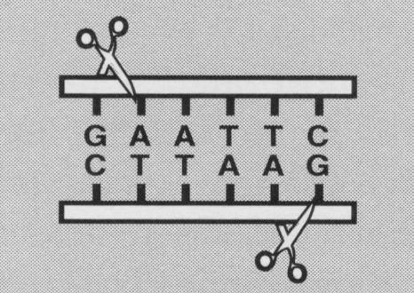 Avanços no conhecimento dos genomas - Restrição enzimática - Construção de bibliotecas genômicas - PCR