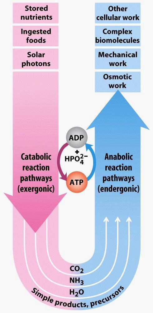 Transferência de Grupos Fosforil e ATP O ATP é um intermediário químico que une os