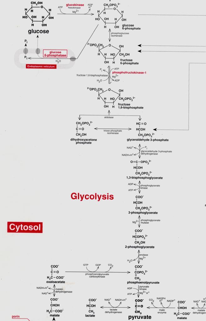 A glicólise ocorre no citosol das células transforma a glicose em duas moléculas de piruvato e é constituída por uma sequência de 10 reações (10 enzimas) divididas em duas fases.