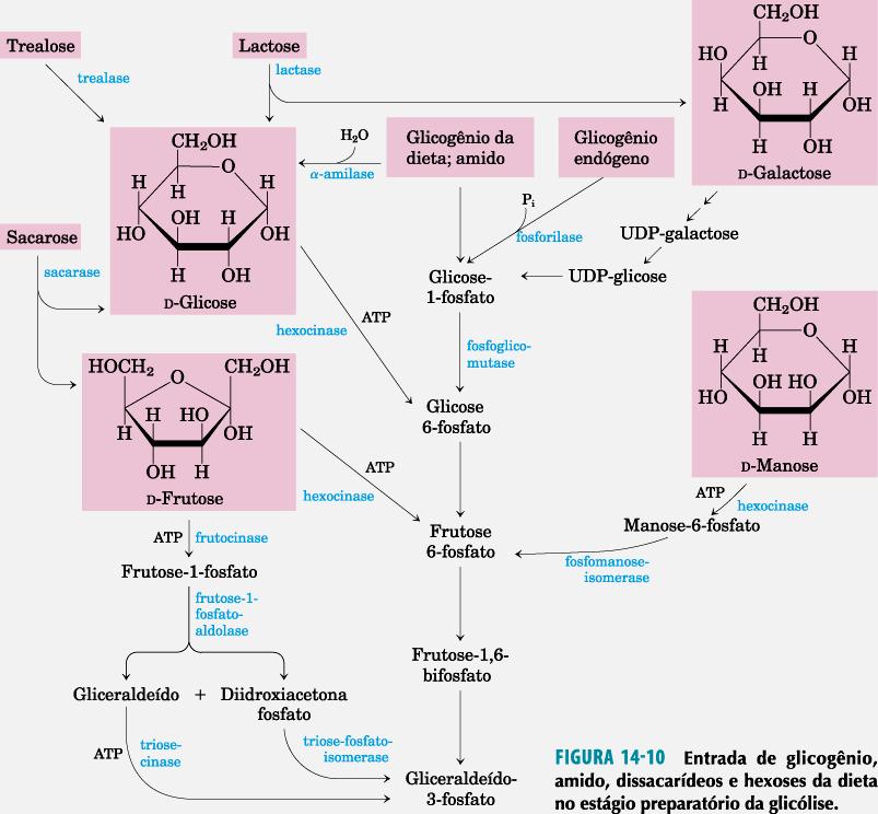 Vias afluentes da glicólise além da glicose muitos outros açúcares encontram