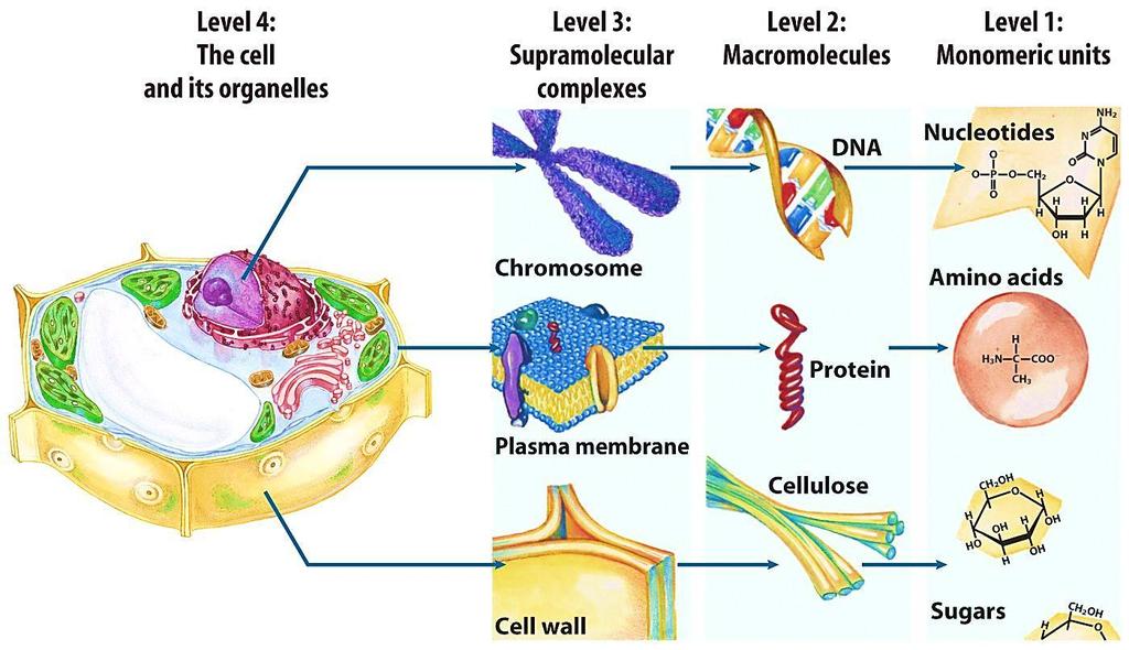 3 Formar macromoléculas (proteínas, ácidos nucléicos, polissacarídeos) a partir