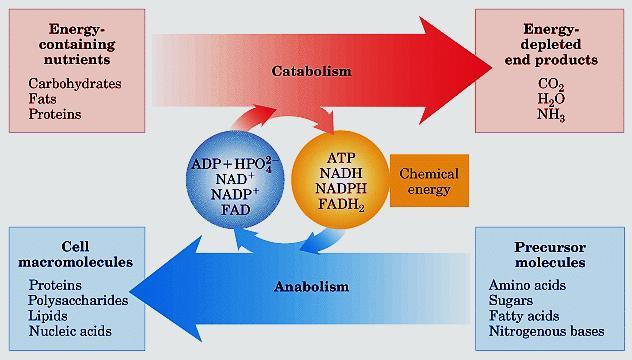 Metabolismo é dividido em catabolismo e anabolismo O conjunto de