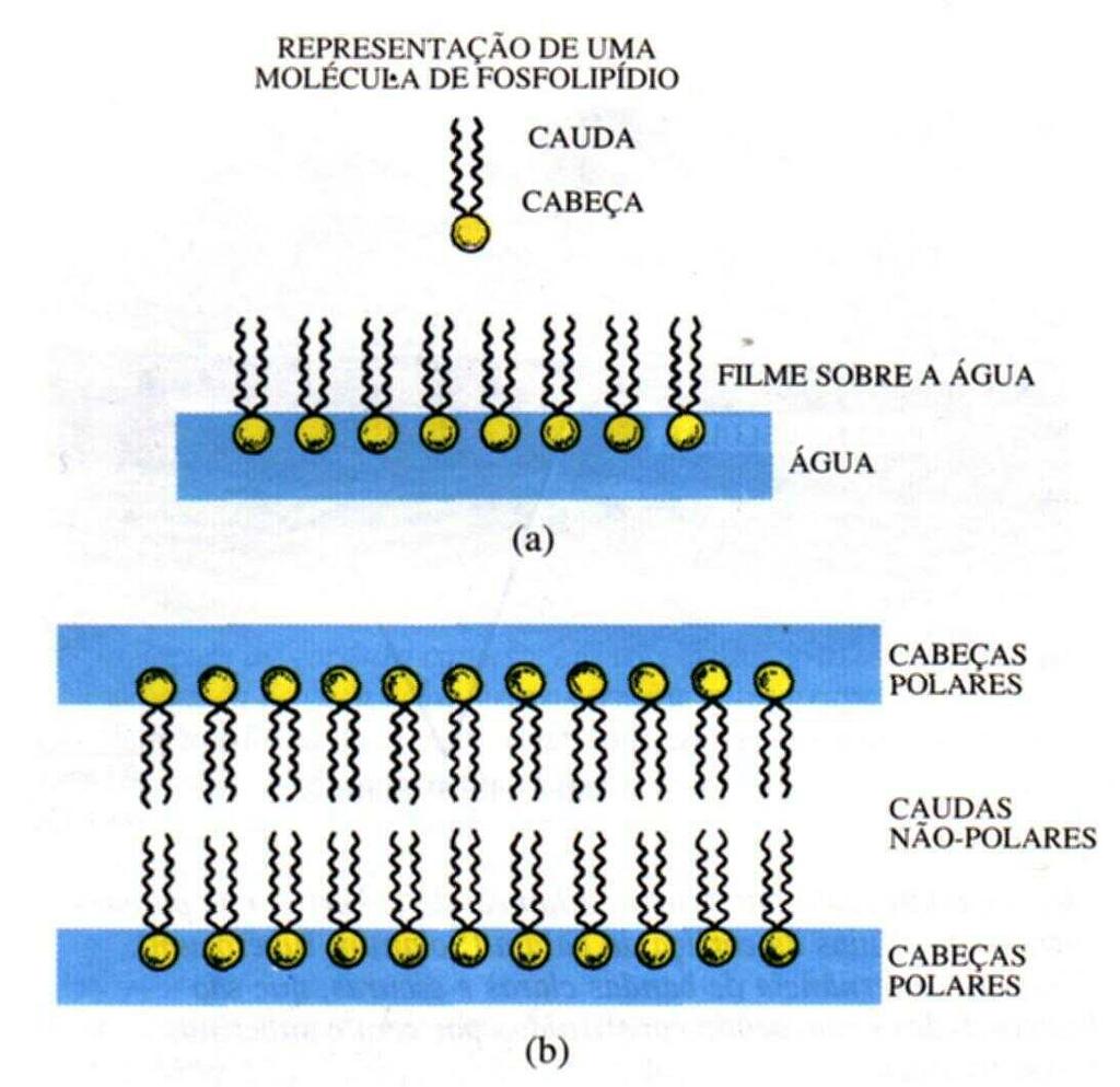 As membrana celulares