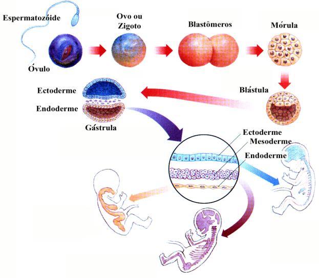 Histologia (Estudo dos Tecidos) Tecidos conjunto de células especializadas em realizar uma ou mais funções.