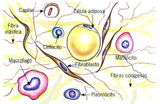 Parte amorfa: gel (água, proteínas, nutrientes) serve como meio de difusão Substância Intercelular Fibras (proteínas fibrosas) Colágenas proteína colágeno.