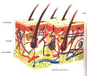 Epiderme: T. Epitelial estratificado Queratinizado 4. Pele Queratina forma a camada córnea (impermeabilização) e fâneros (unhas, pêlos.