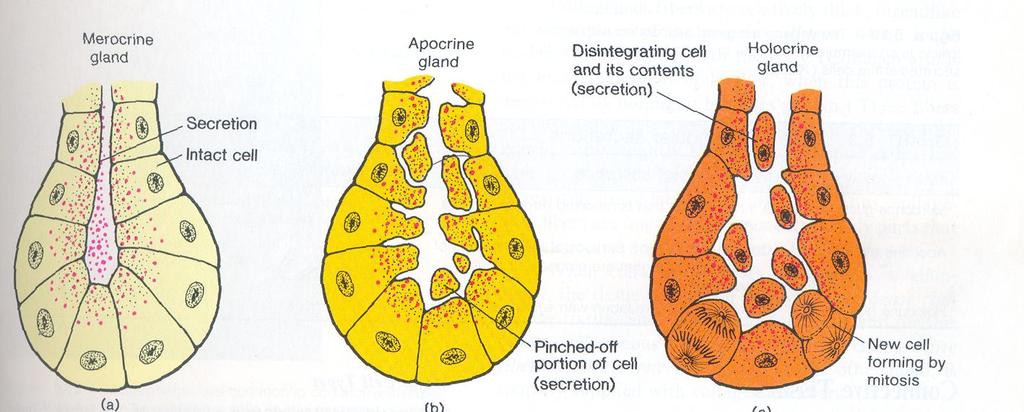Tipos de glândulas - Merócrina: quando a secreção é eliminada sem perda do citoplasma.