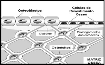 Mecanosensores (osteócitos) detectam mudanças de pressão Remodelação óssea