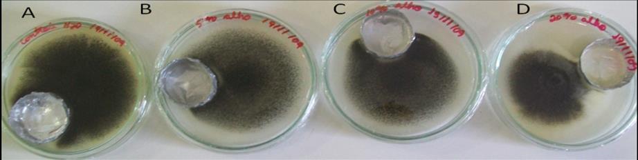 Figura 1. Bioensaio para avaliação do efeito de compostos voláteis presentes no extrato aquoso de alho (A. sativum L.