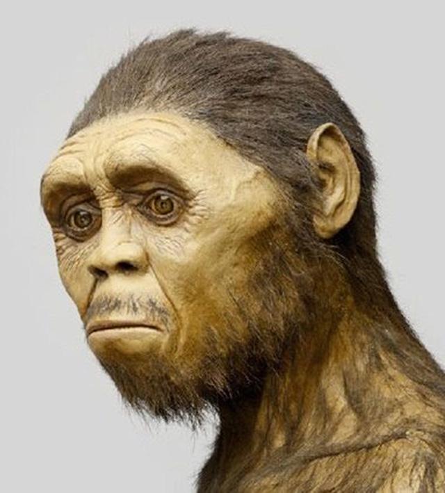 Unidade: Os Períodos da História e Pré-história O Australopithecus foi substituído pelo Homo Habilis e pelo Homo Erectus. Este último teria saído da África em direção à Europa, Ásia e Oceania.