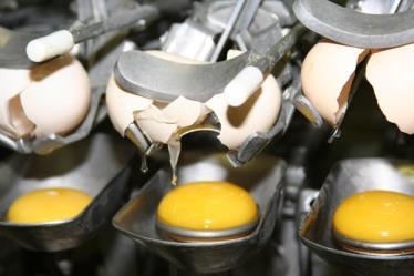Aves e Ovos Ruptura de ovos contaminação