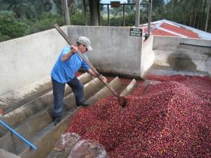 Vegetais Gestão de segurança alimentar HACCP (estudo de caso Motarjemi & Lelieveld