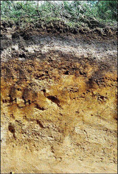 Lembrando que o solo é heterogêneo Espacialmente Composto pela serapilheira acima do solo a matéria