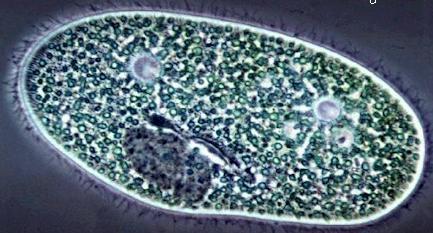 Microfauna edáfica Protozoários como ciliados e amebas