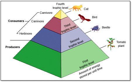 Pirâmides tróficas Cadeias alimentares: sistemas morfológicos que descrevem o fluxo de energia Este fluxo dentro