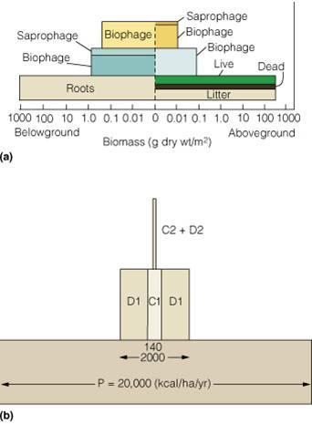 Exemplos: Modelo de pirâmides de biomassa: quantifica a biomassa total em cada nível trófico