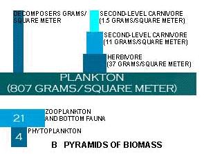 número de organismos individuais presentes em cada nível Pirâmides de