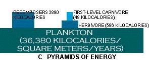 outra medida da quantidade de material vivo Pirâmides de energia: são