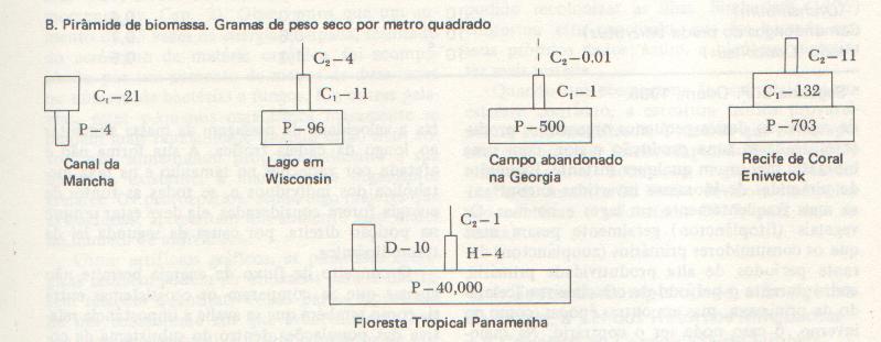 Pirâmides de Biomassa Odum, 1983) 1- Proporciona um quadro mais claro das relações de biomassa existentes entre os grupos ecológicos como um todo 2- Espera-se uma pirâmide de inclinação gradativa,