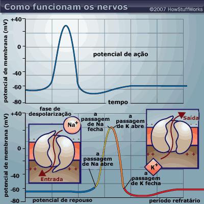 Neurônio: