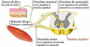 Fibras Nervosas = conjunto de nervos Nervos Mistos: