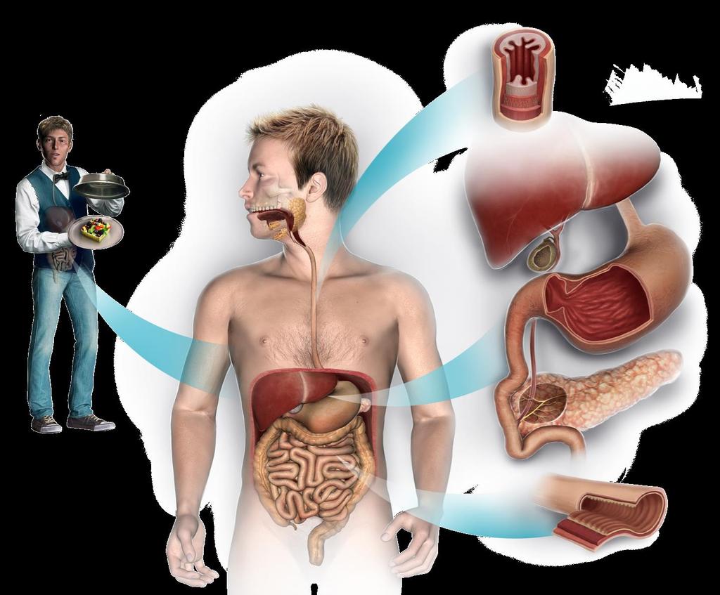 Constituição do sistema digestivo humano Glândulas Anexas Refira as diferenças entre o