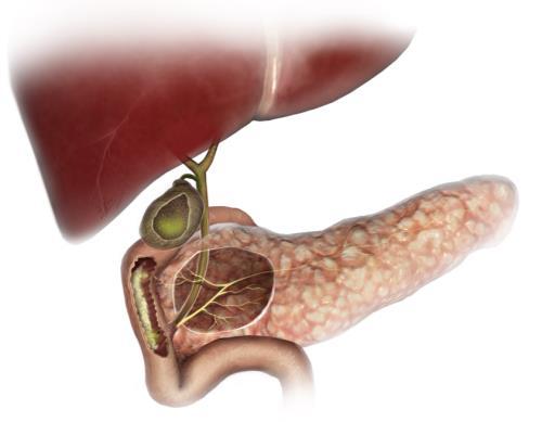 Órgãos do sistema digestivo Estômago Órgão em forma de bolsa, separado do esófago e do duodeno por dois anéis musculosos, a cárdia e o piloro, respetivamente.