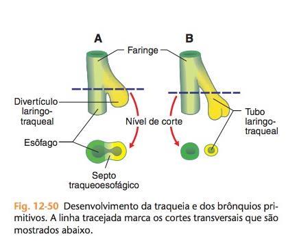 este sulco se aprofunda, formando o diverti -culo laringotraqueal, que cresce