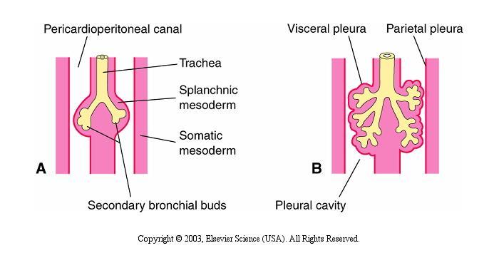 Traqueia, bro nquios e pulmo es Na extremidade do tubo laringotraqueal, desenvolve-se uma dilatac a o que logo se divide em dois brotos broncopulmonares Ja desde os primeiros esta gios do